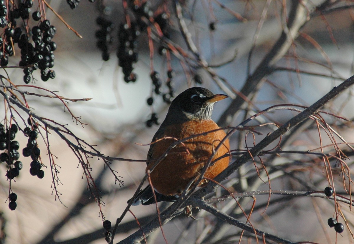 American Robin - Douglas Tate