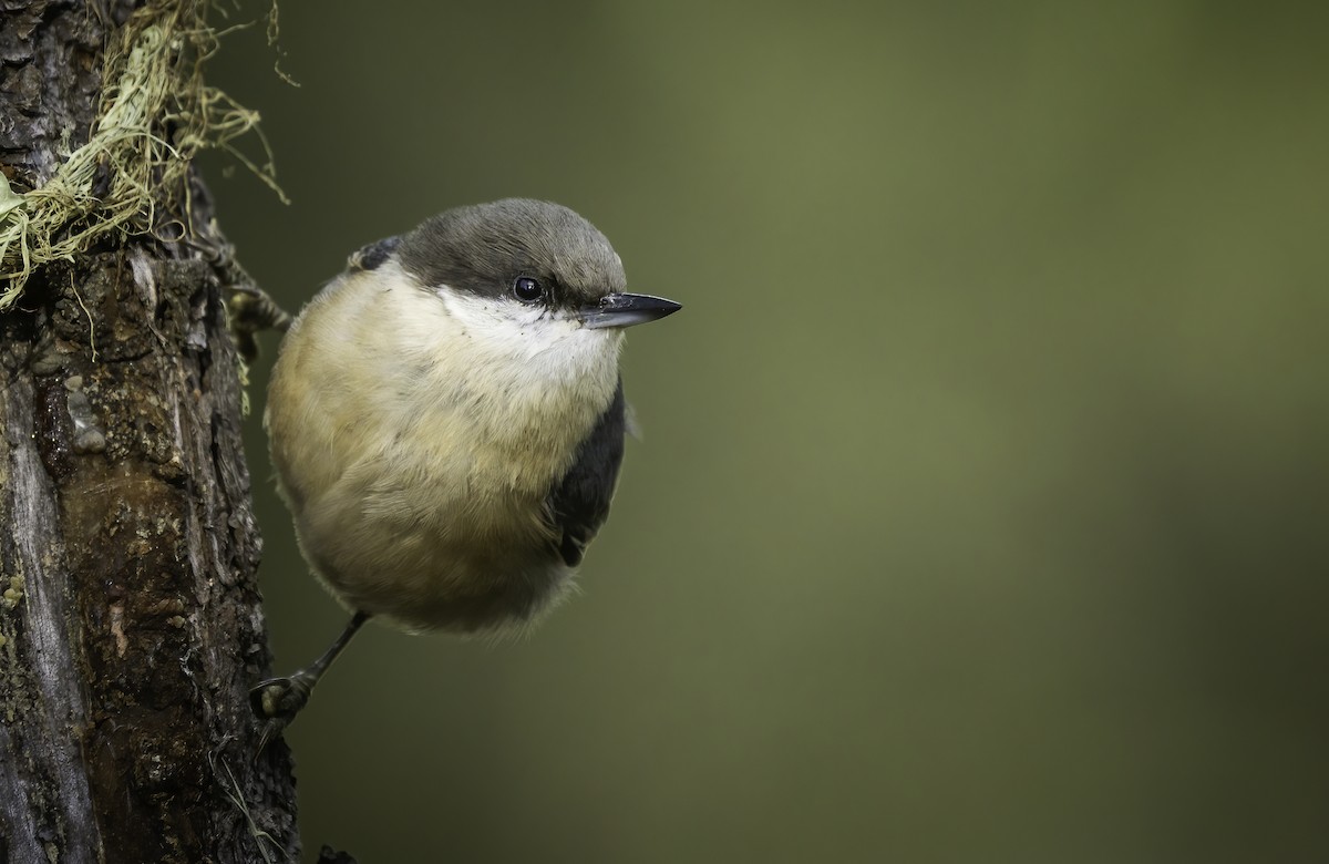 Pygmy Nuthatch - Anonymous