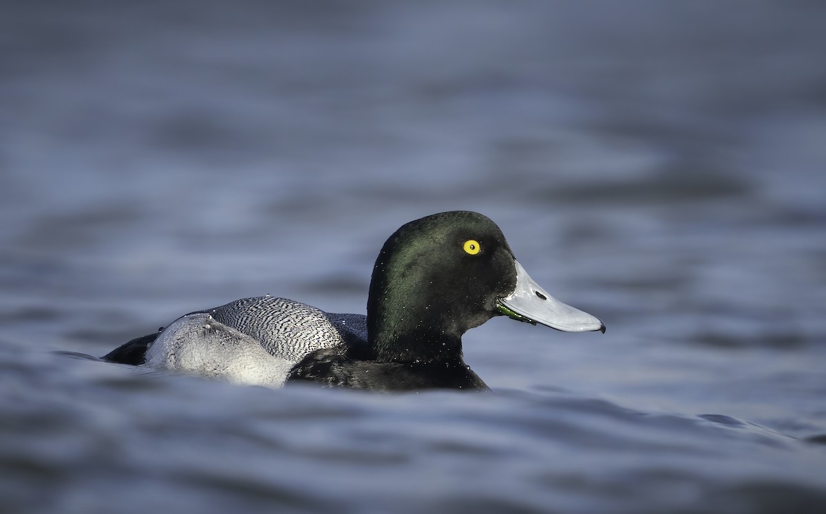 Greater Scaup - ML396555781
