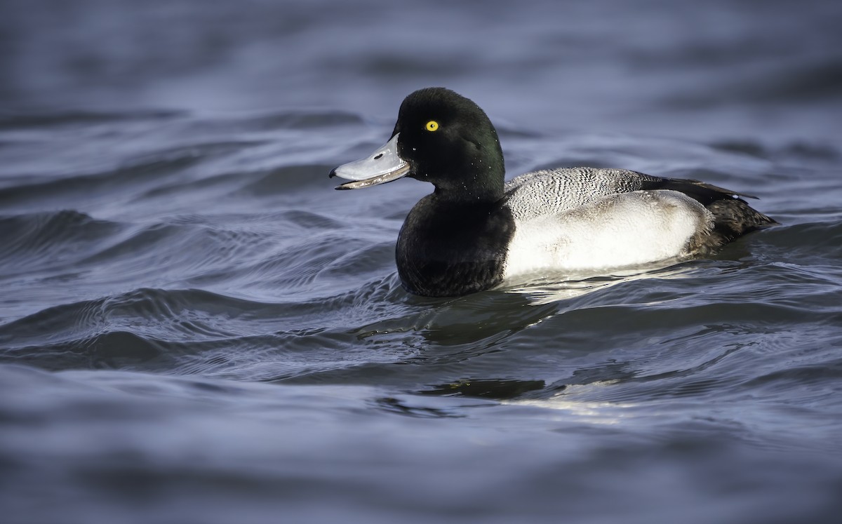 Greater Scaup - ML396555801