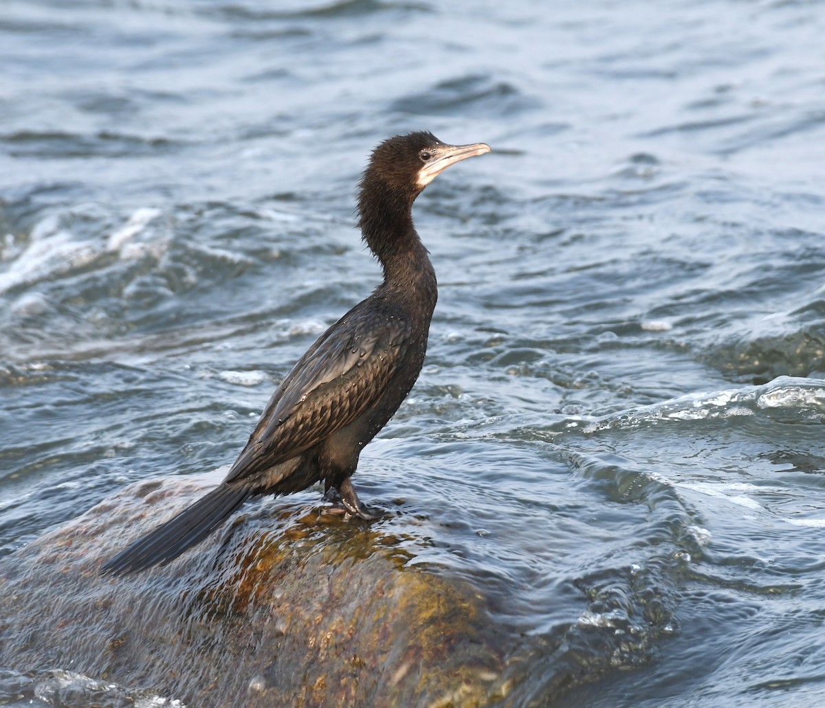 Little Cormorant - mathew thekkethala