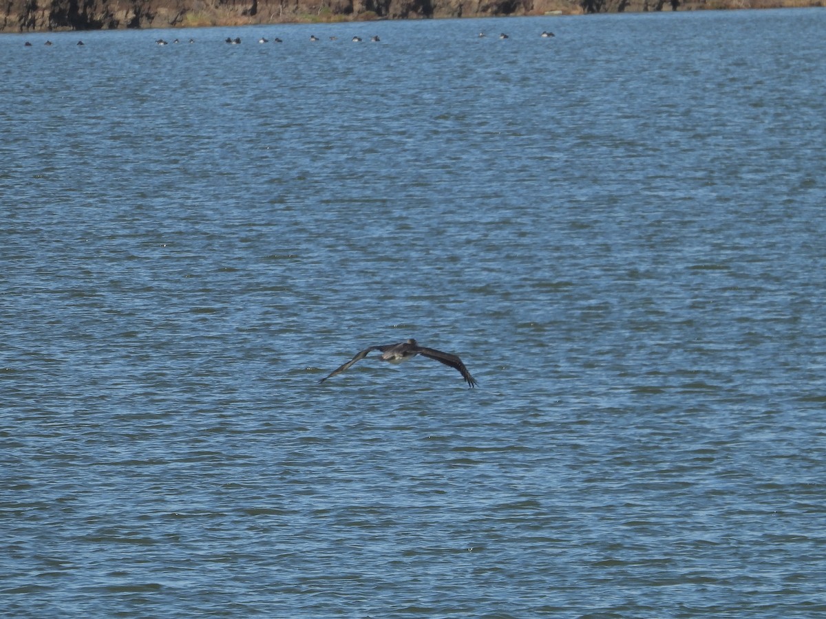 Brown Pelican - Howard Friedman