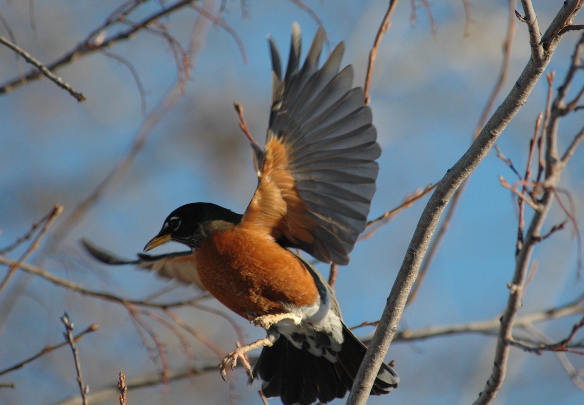 American Robin - ML39655691