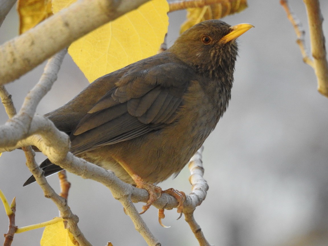 Yemen Thrush - Jacky Judas