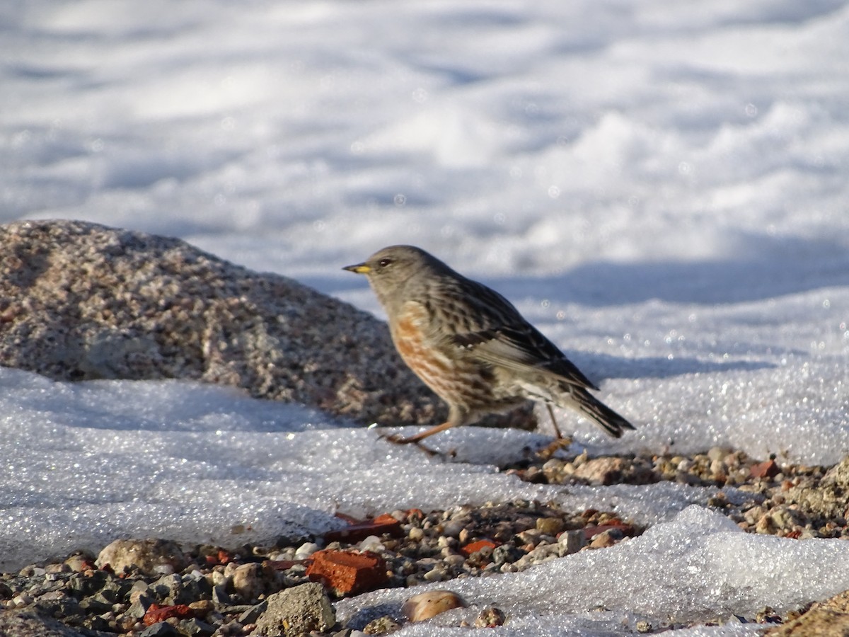 Alpine Accentor - ML396558311