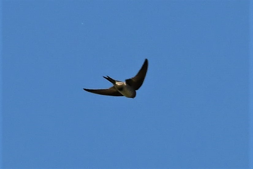 Golondrina Arborícola - ML396559641