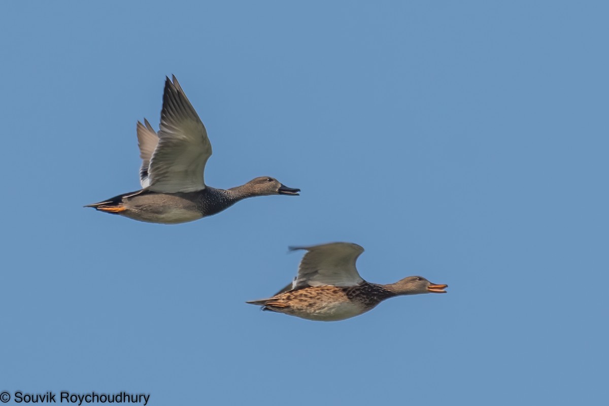 Indian Spot-billed Duck - ML396561011