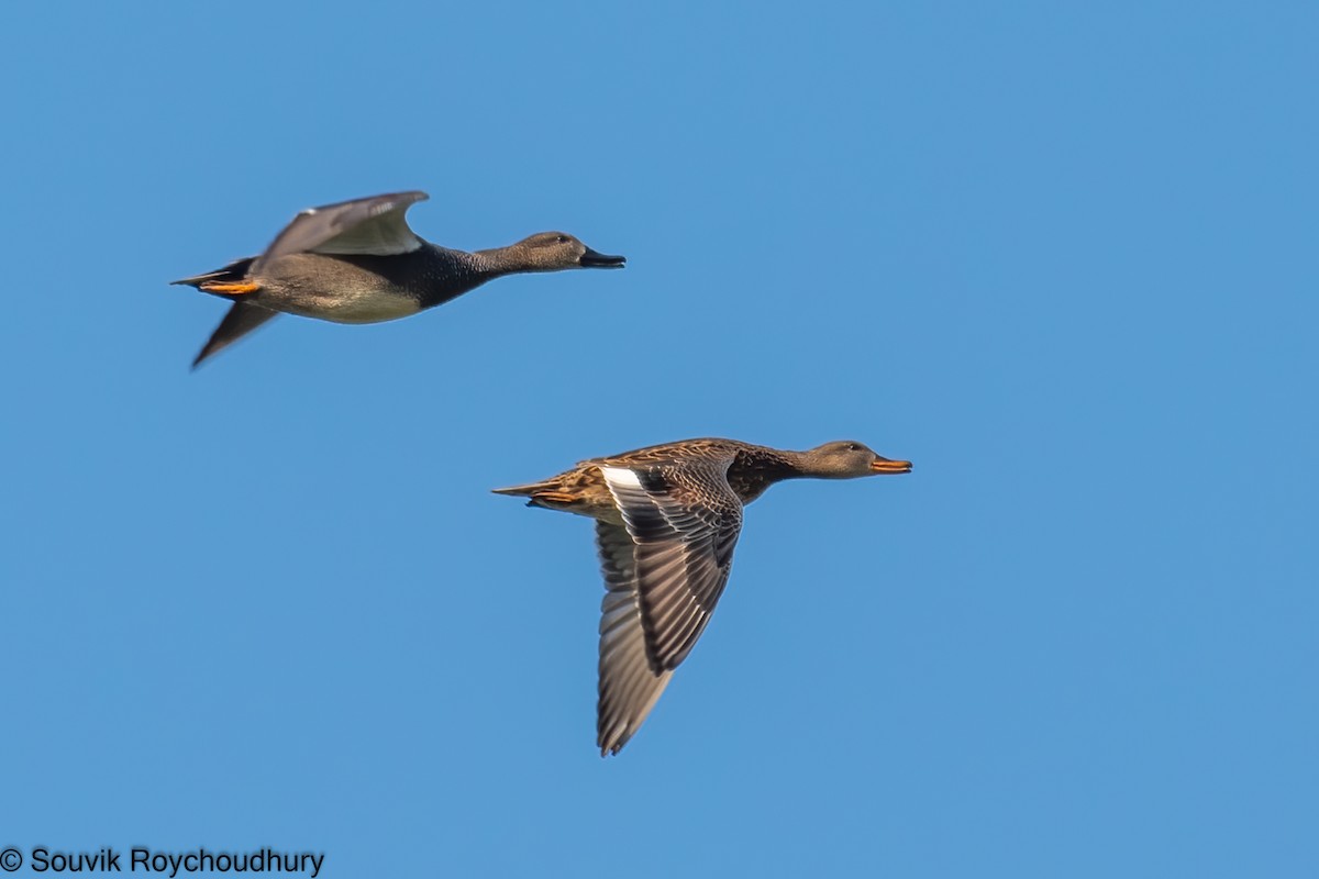 Indian Spot-billed Duck - ML396561021