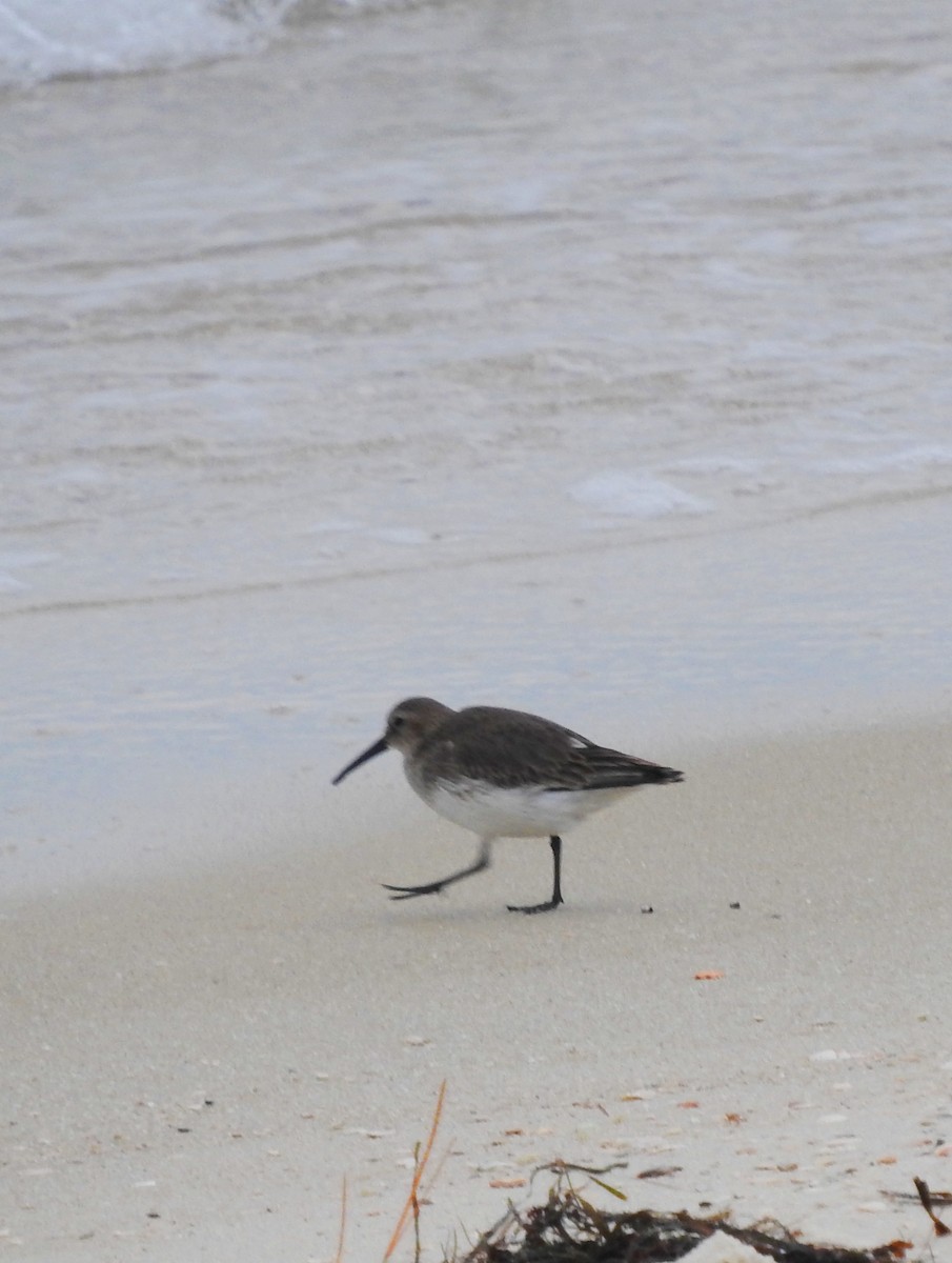 Dunlin - ML39656141