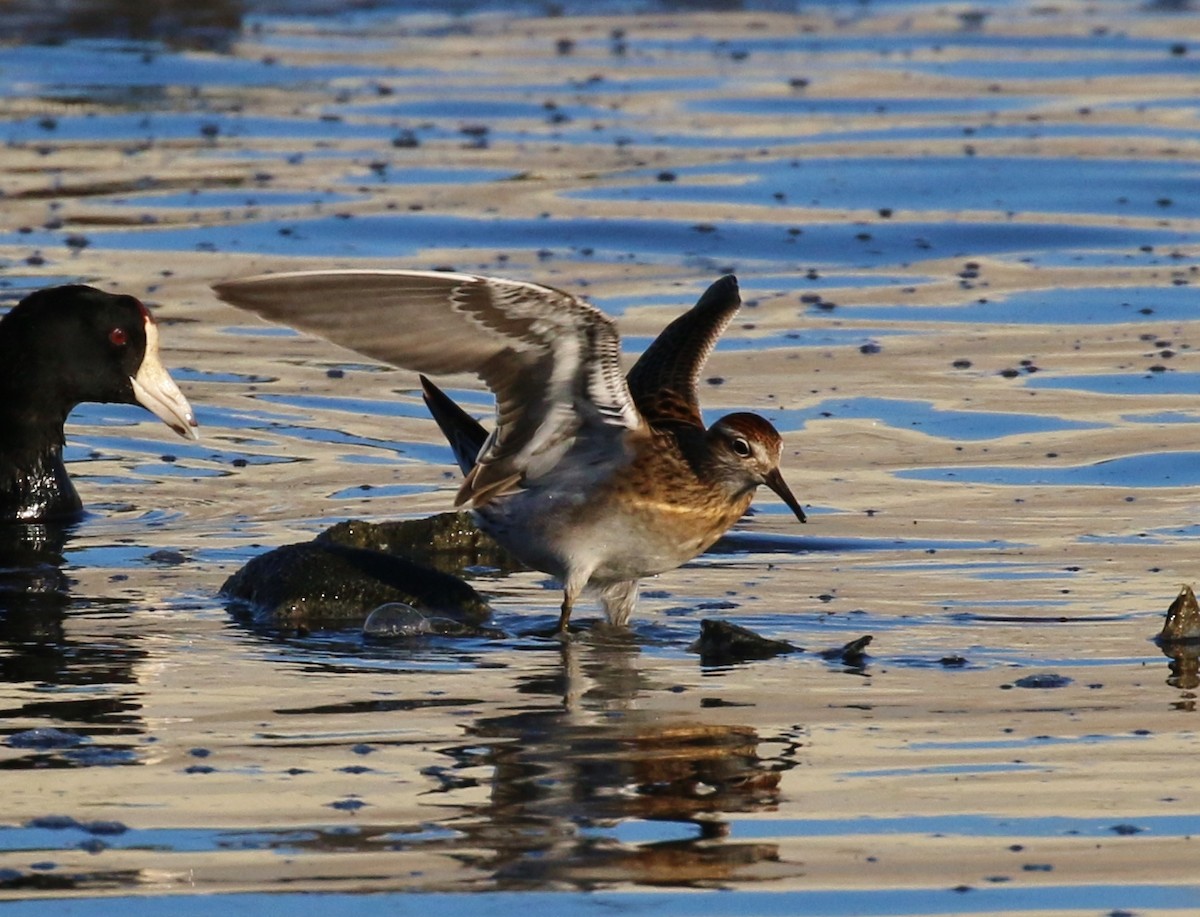 Sharp-tailed Sandpiper - Tom Benson