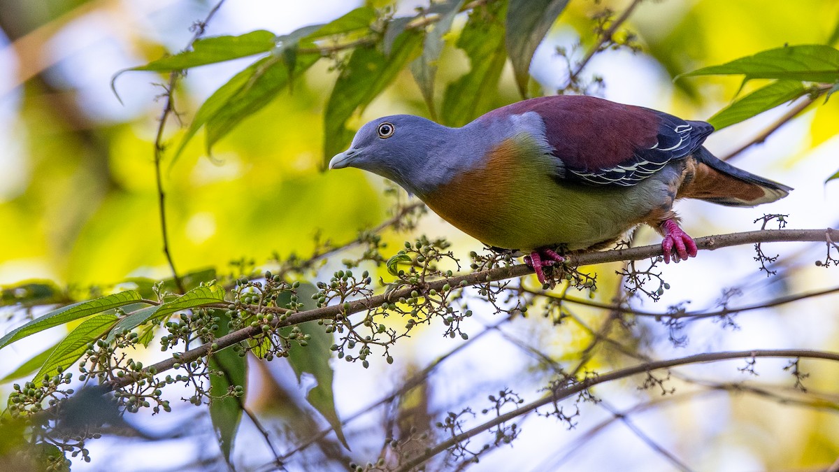 Little Green-Pigeon - Charmain Ang