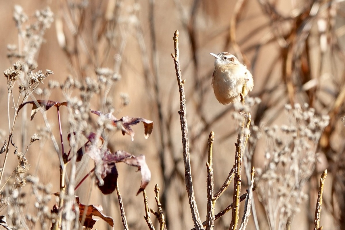 Carolina Wren - ML396563541