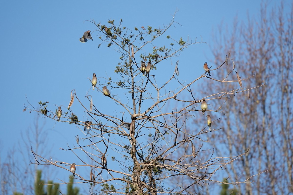 Cedar Waxwing - ML396563851
