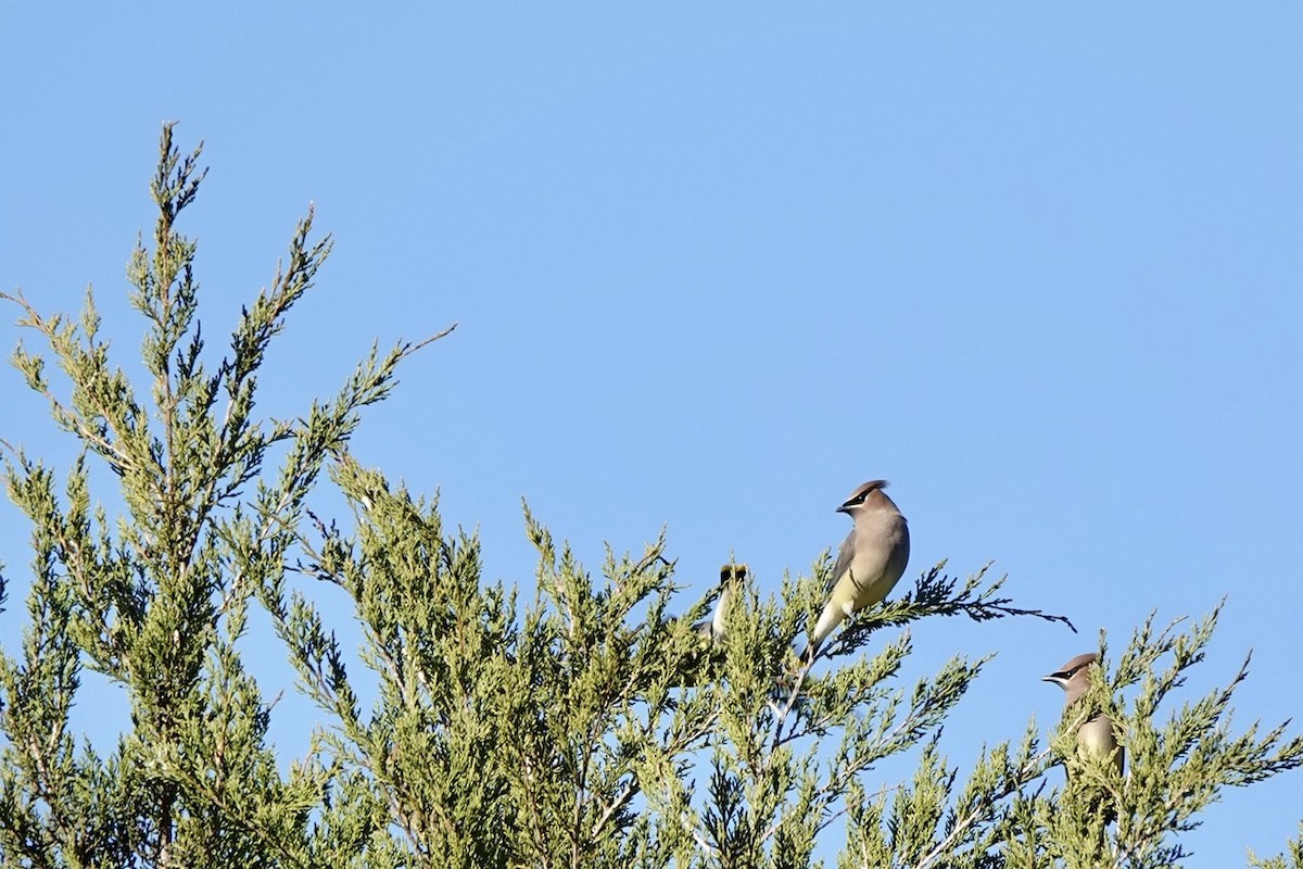 Cedar Waxwing - ML396563871