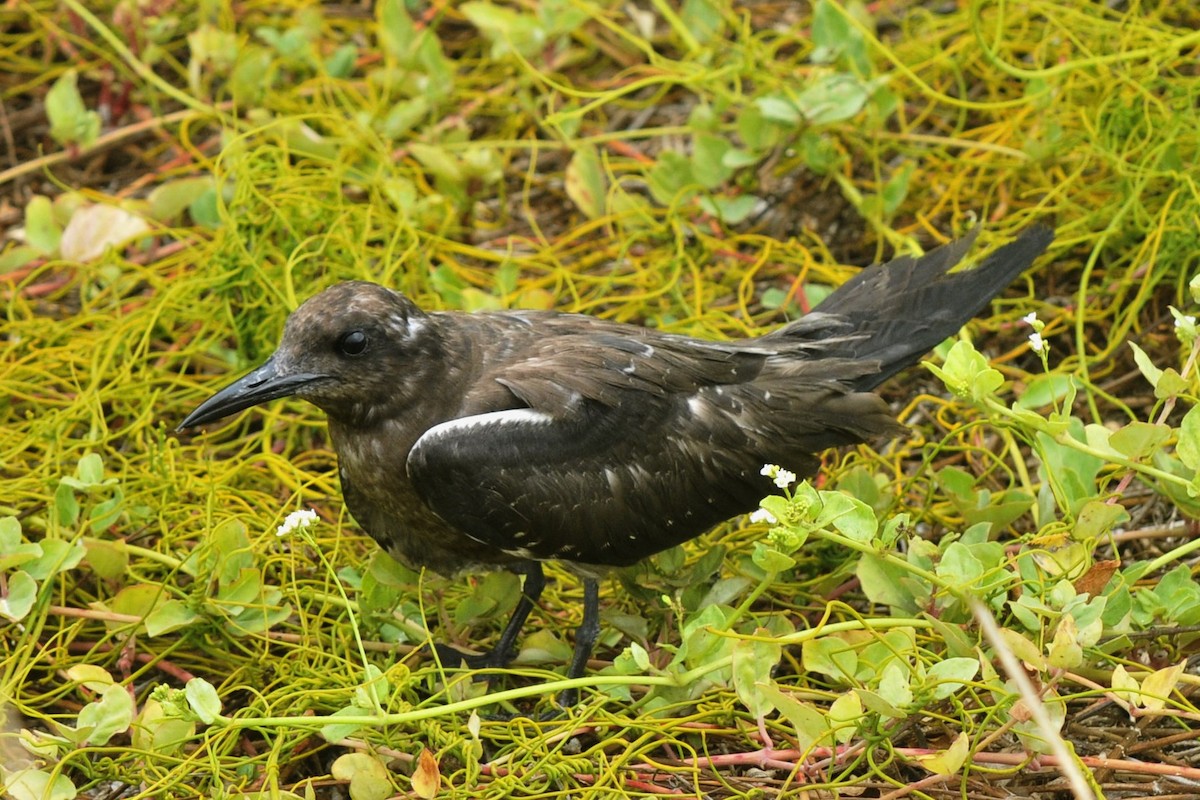 Sooty Tern - John Doty