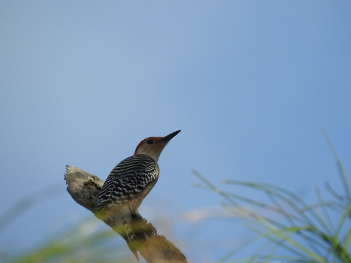 Red-bellied Woodpecker - inger hansen