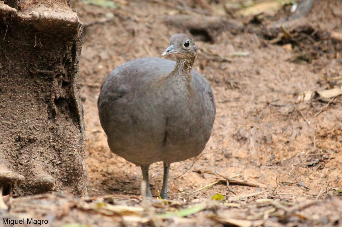 Solitary Tinamou - ML396565981