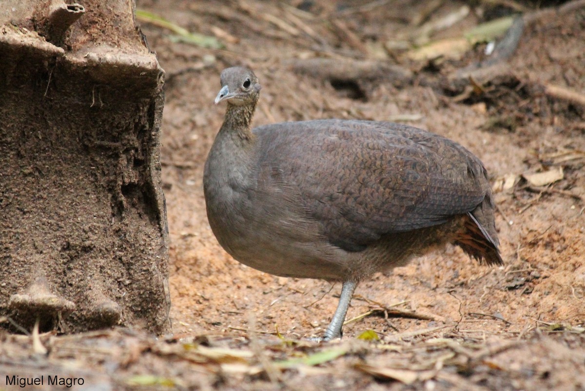 Solitary Tinamou - Miguel  Magro