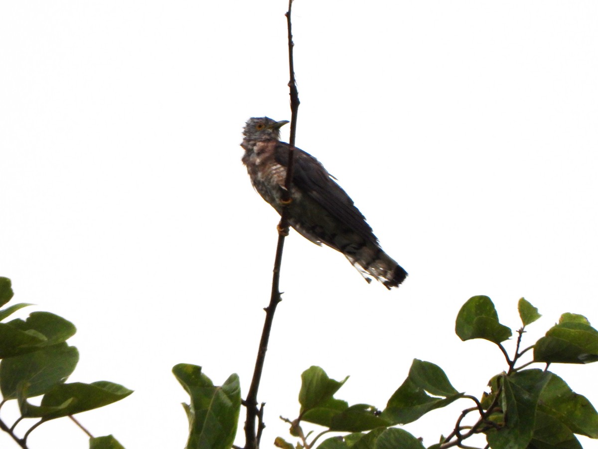 Common Hawk-Cuckoo - ML396567131