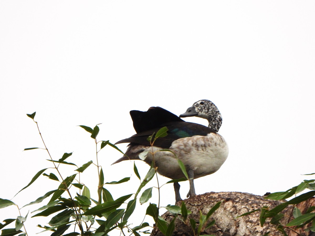 Knob-billed Duck - ML396567481