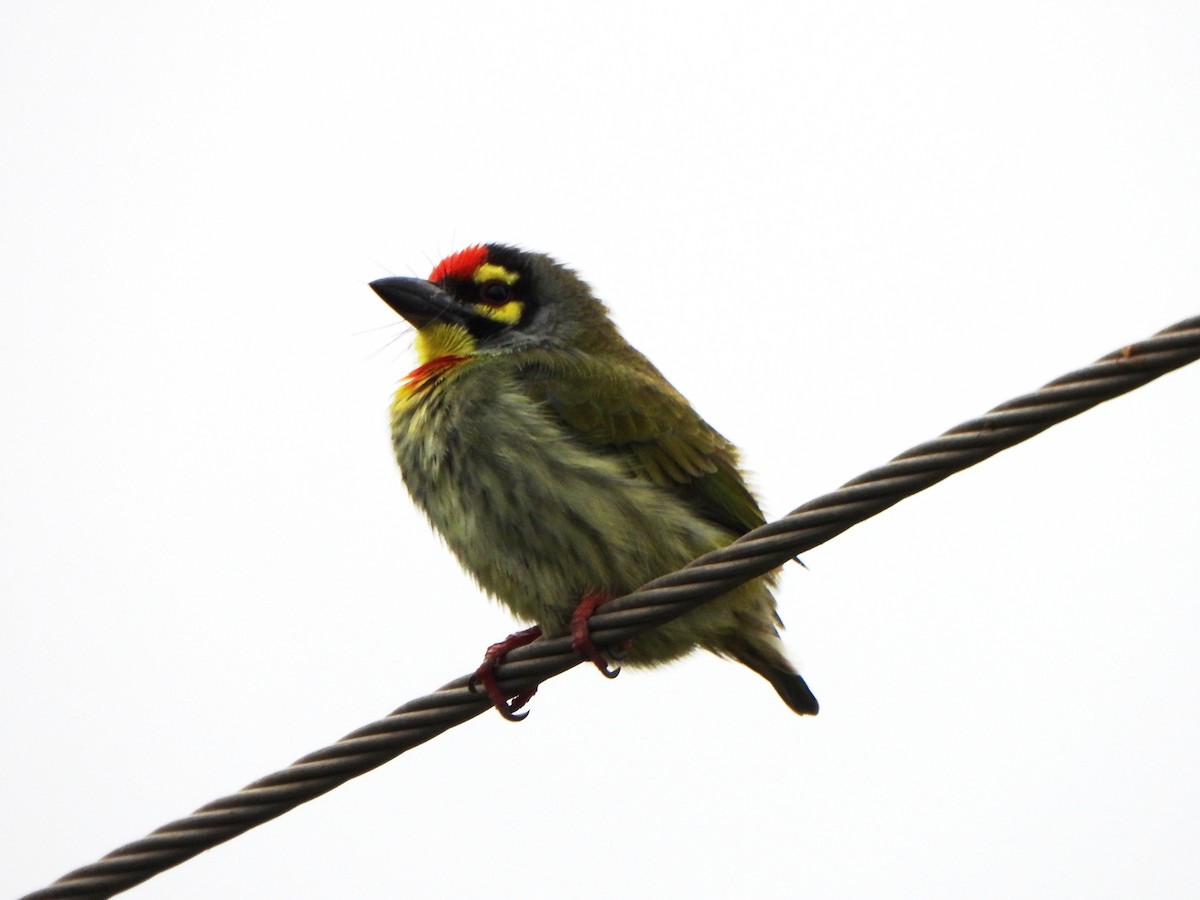 Coppersmith Barbet - ML396567721