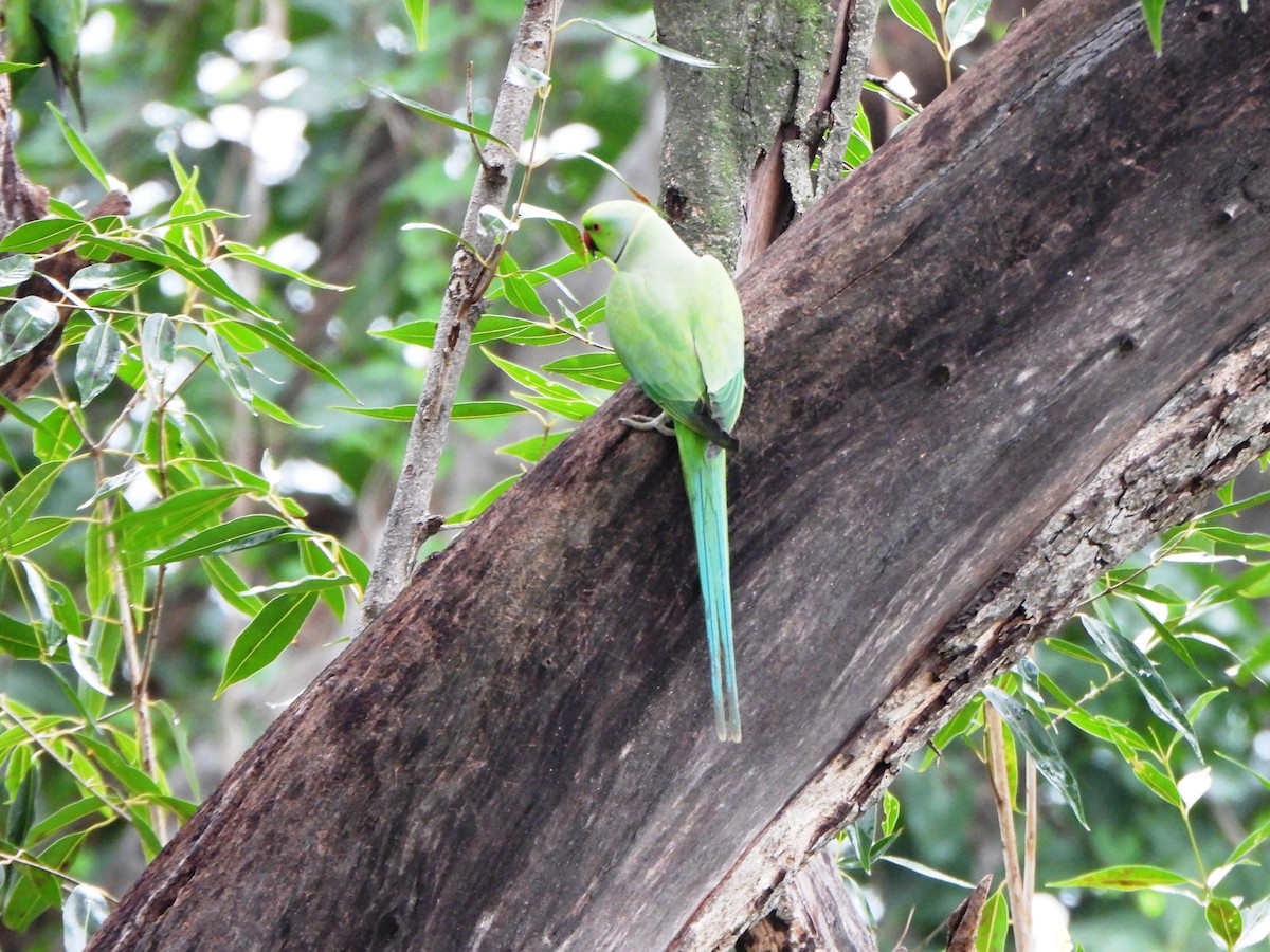 Rose-ringed Parakeet - ML396567831