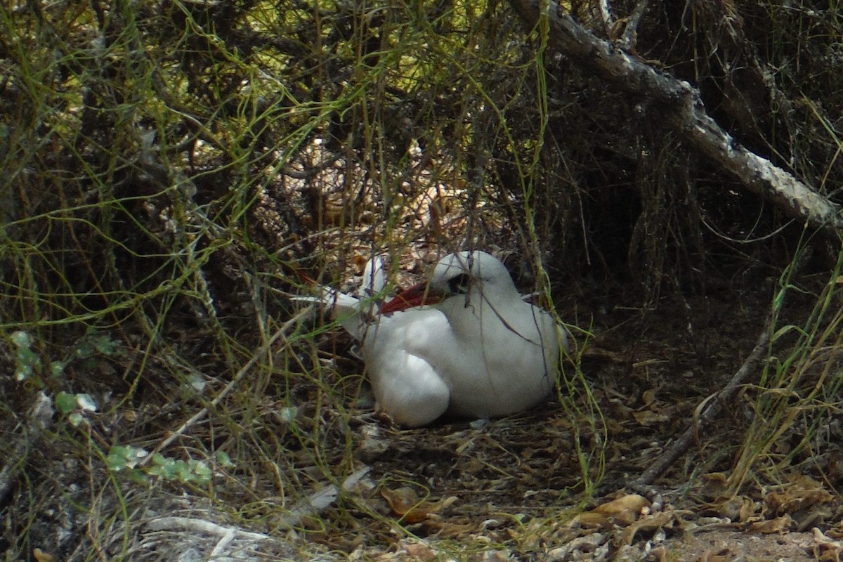 Red-tailed Tropicbird - ML39656801