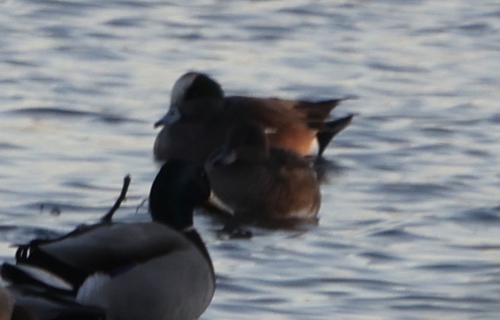 American Wigeon - ML396568161