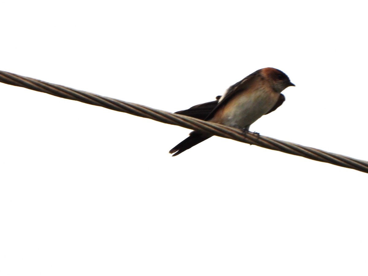 Red-rumped Swallow - ML396568721