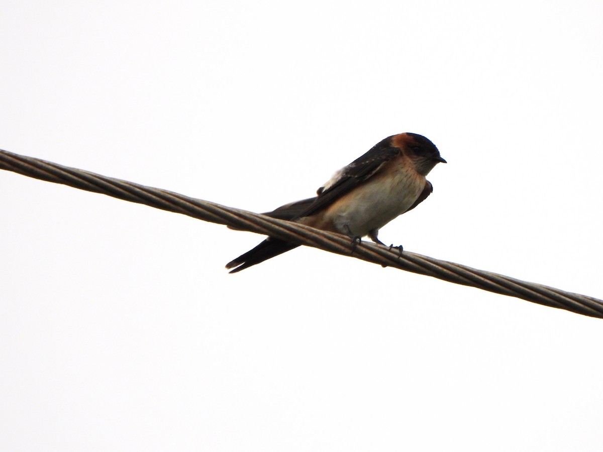 Red-rumped Swallow - ML396568741