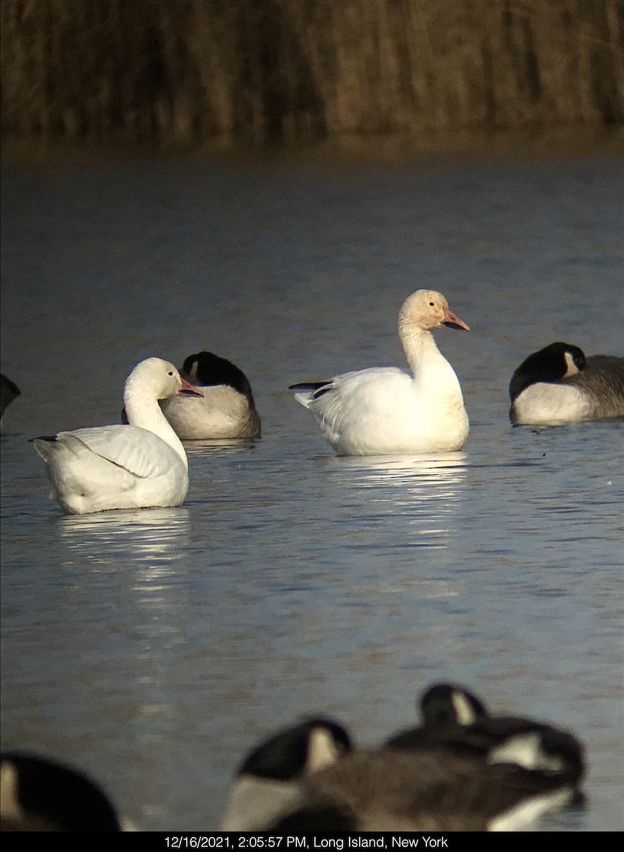 Snow Goose - ML396569351