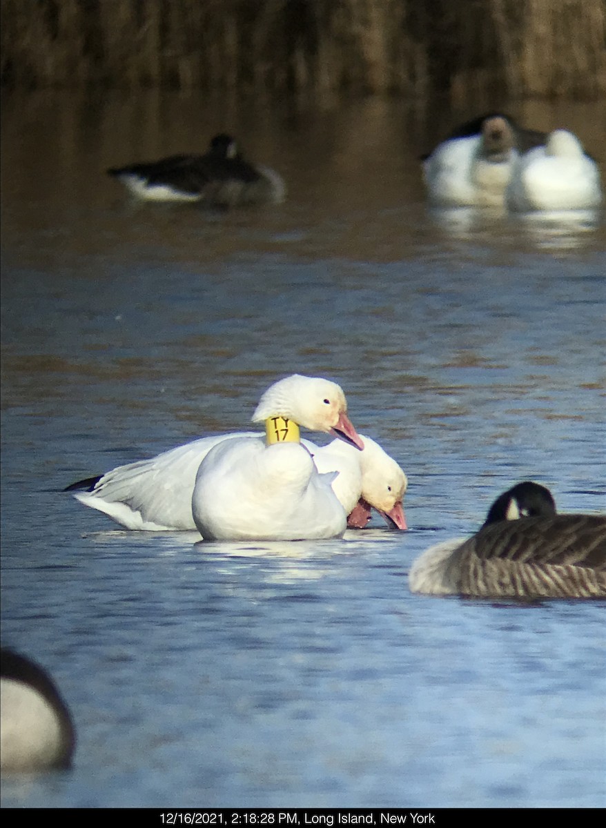 Snow Goose - ML396569361