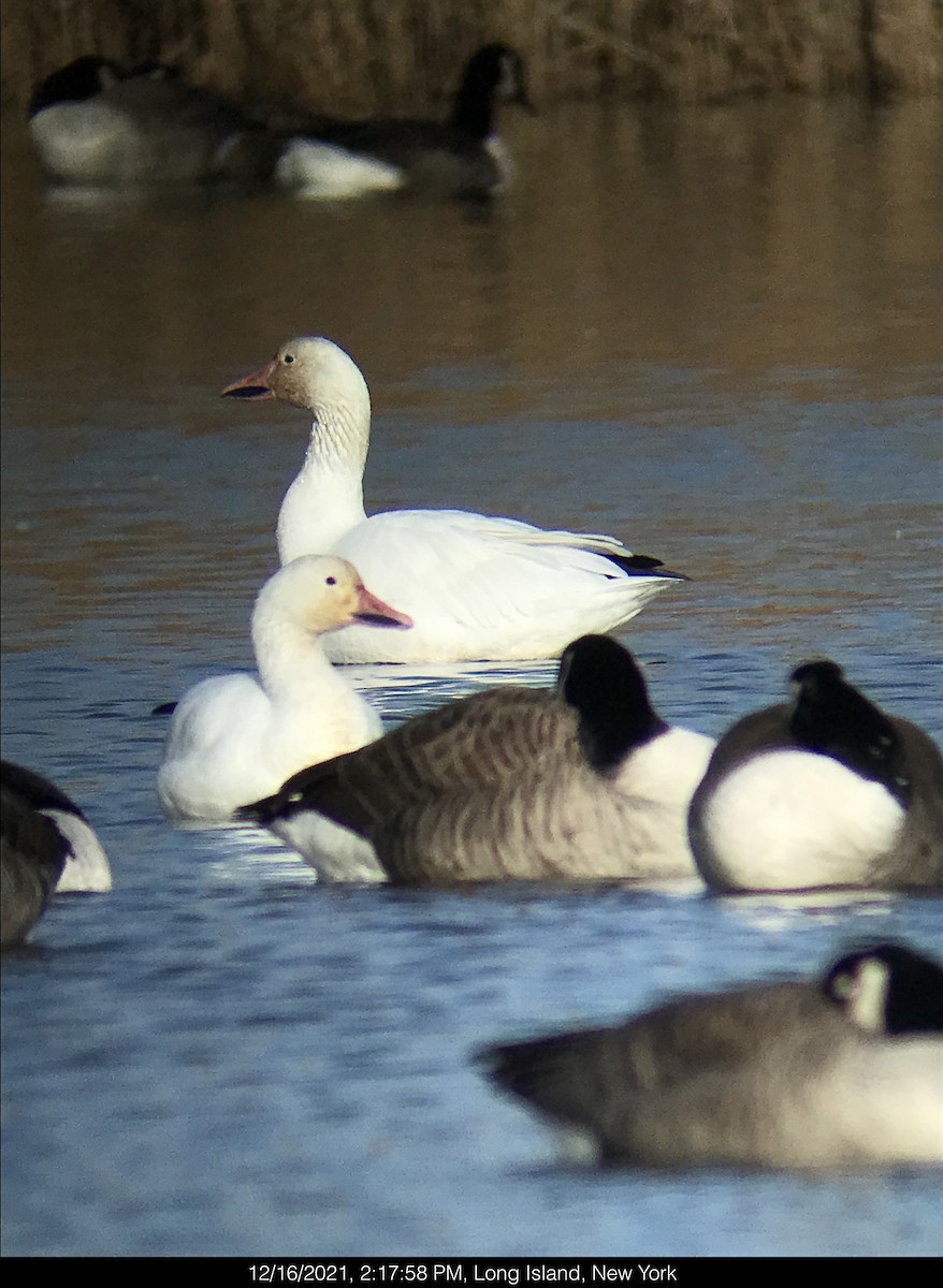 Snow Goose - Daniel Smith