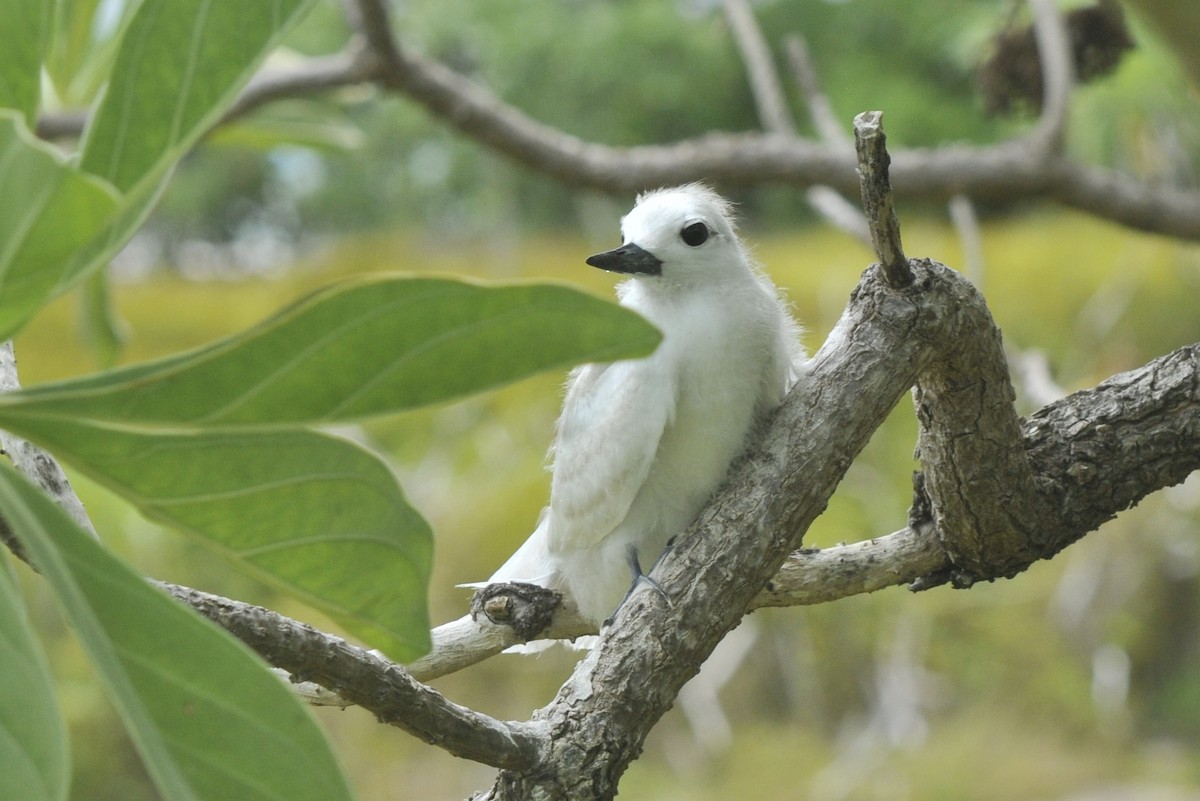 White Tern - ML39657081