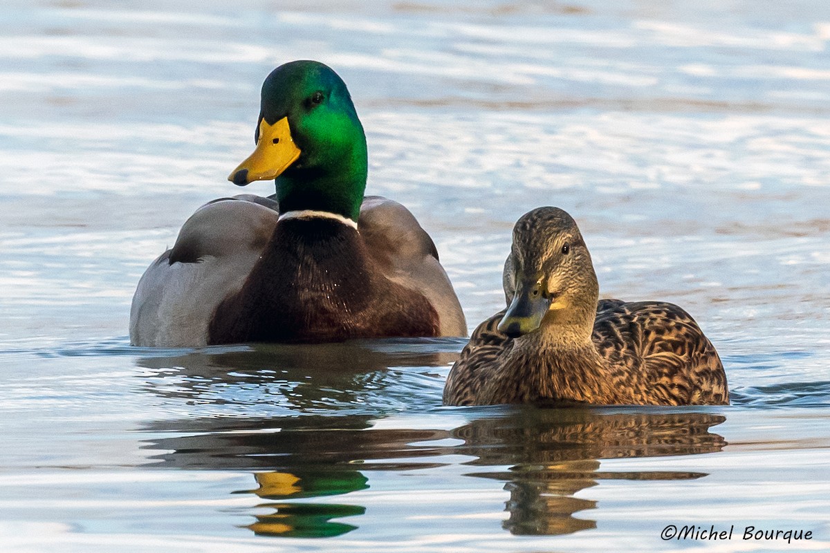Mallard - ML396570881