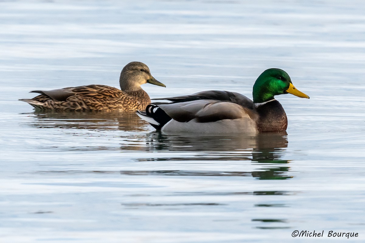 Mallard - ML396570891