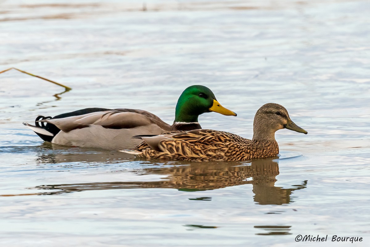 Mallard - ML396570921