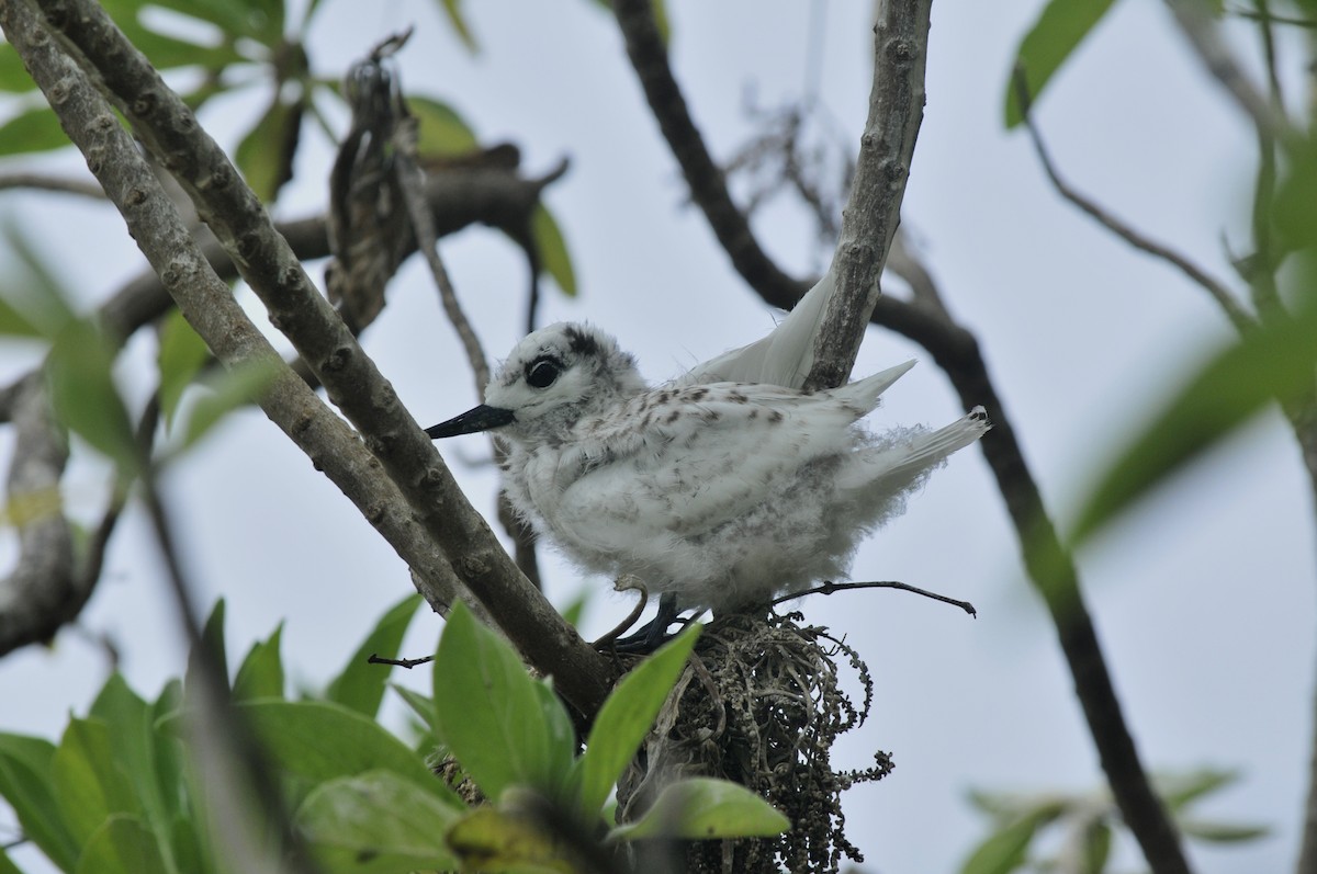 White Tern - ML39657101