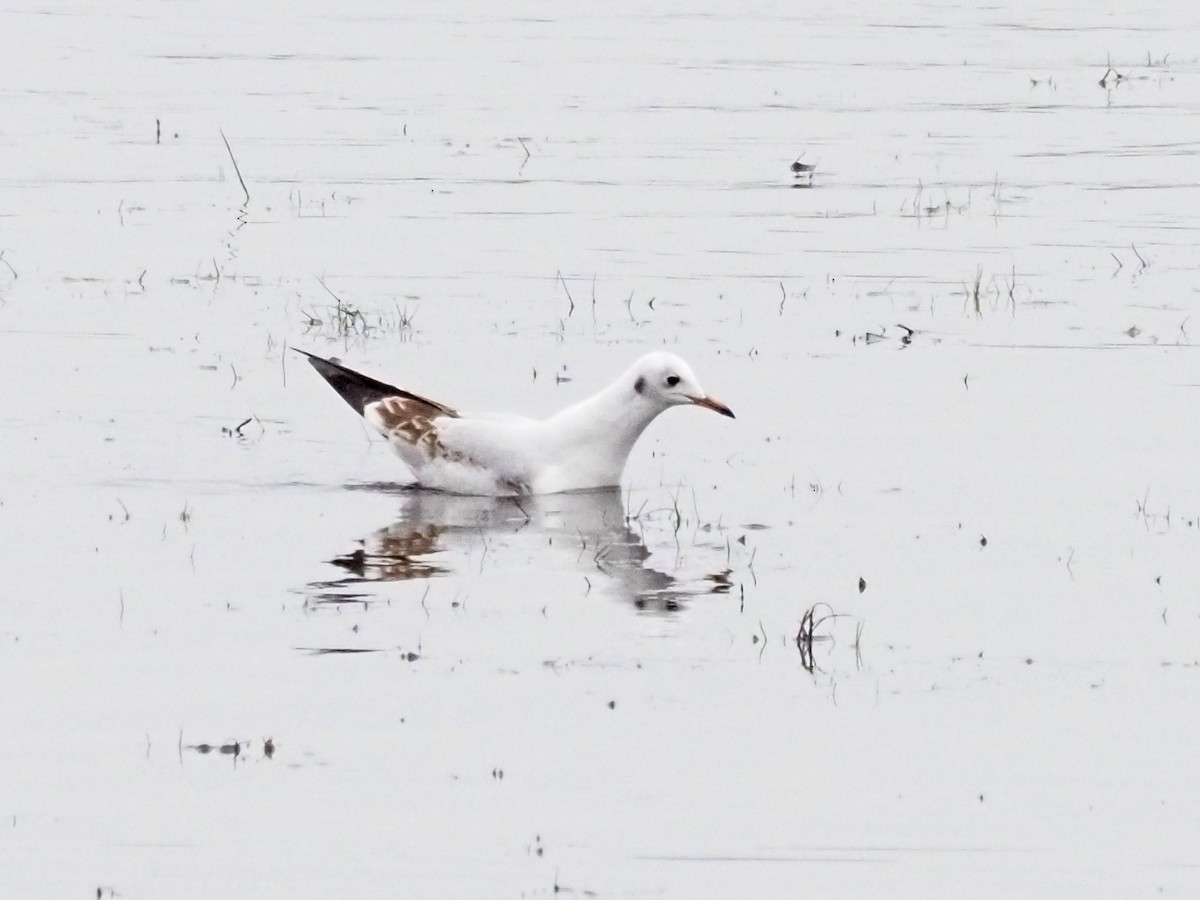 Black-headed Gull - ML396571551