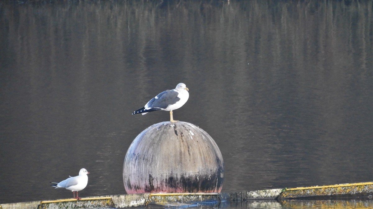 Gaviota Sombría - ML396571581