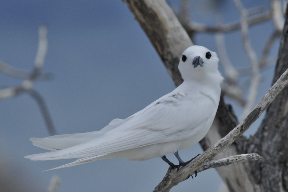 White Tern - ML39657281