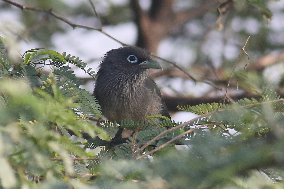 Blue-faced Malkoha - ML396573061