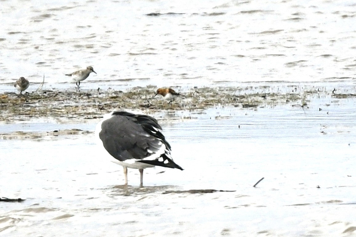 Little Stint - ML396577171