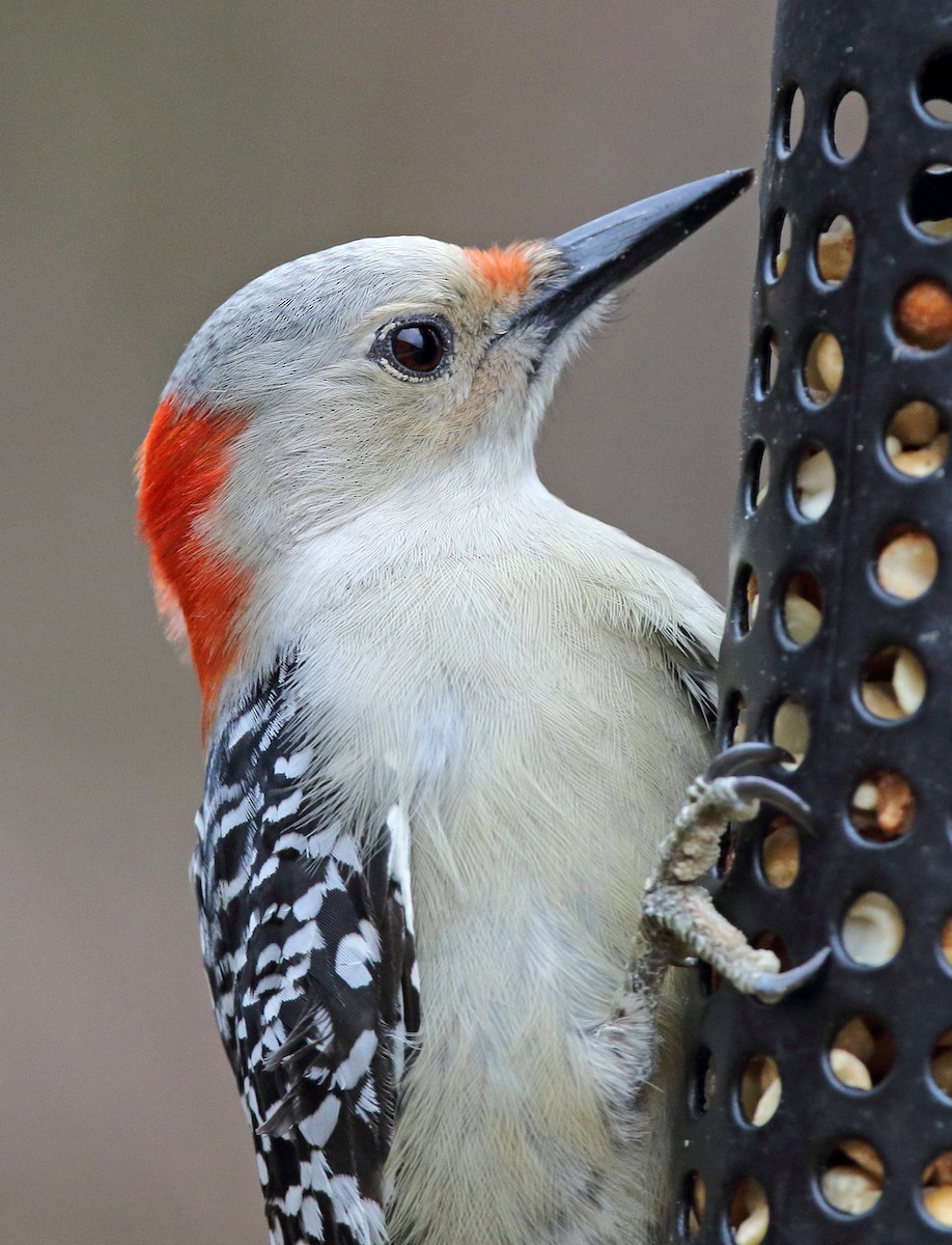 Red-bellied Woodpecker - Laure Wilson Neish