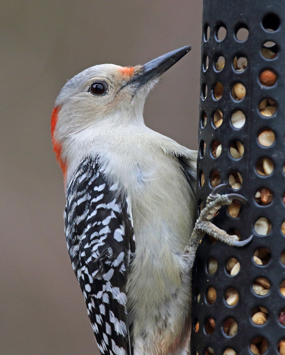 Red-bellied Woodpecker - Laure Wilson Neish