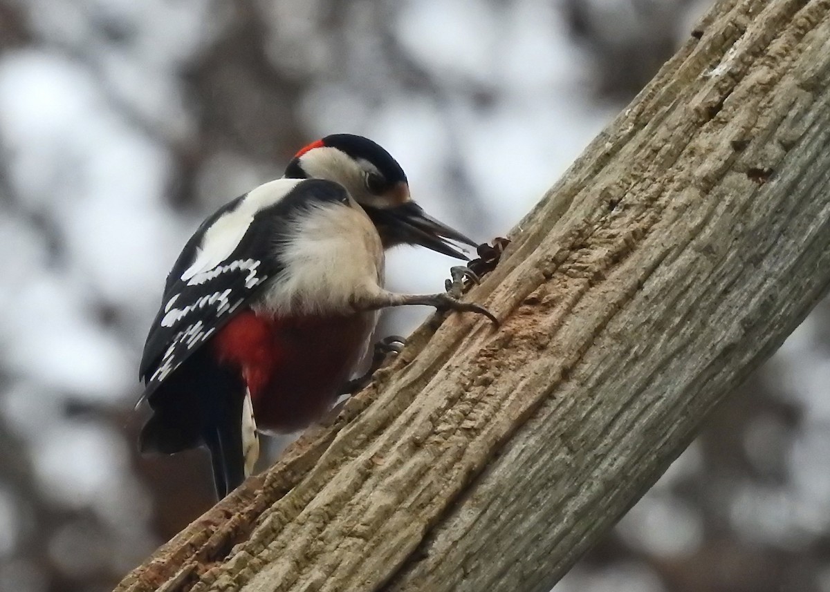 Great Spotted Woodpecker - ML396577331