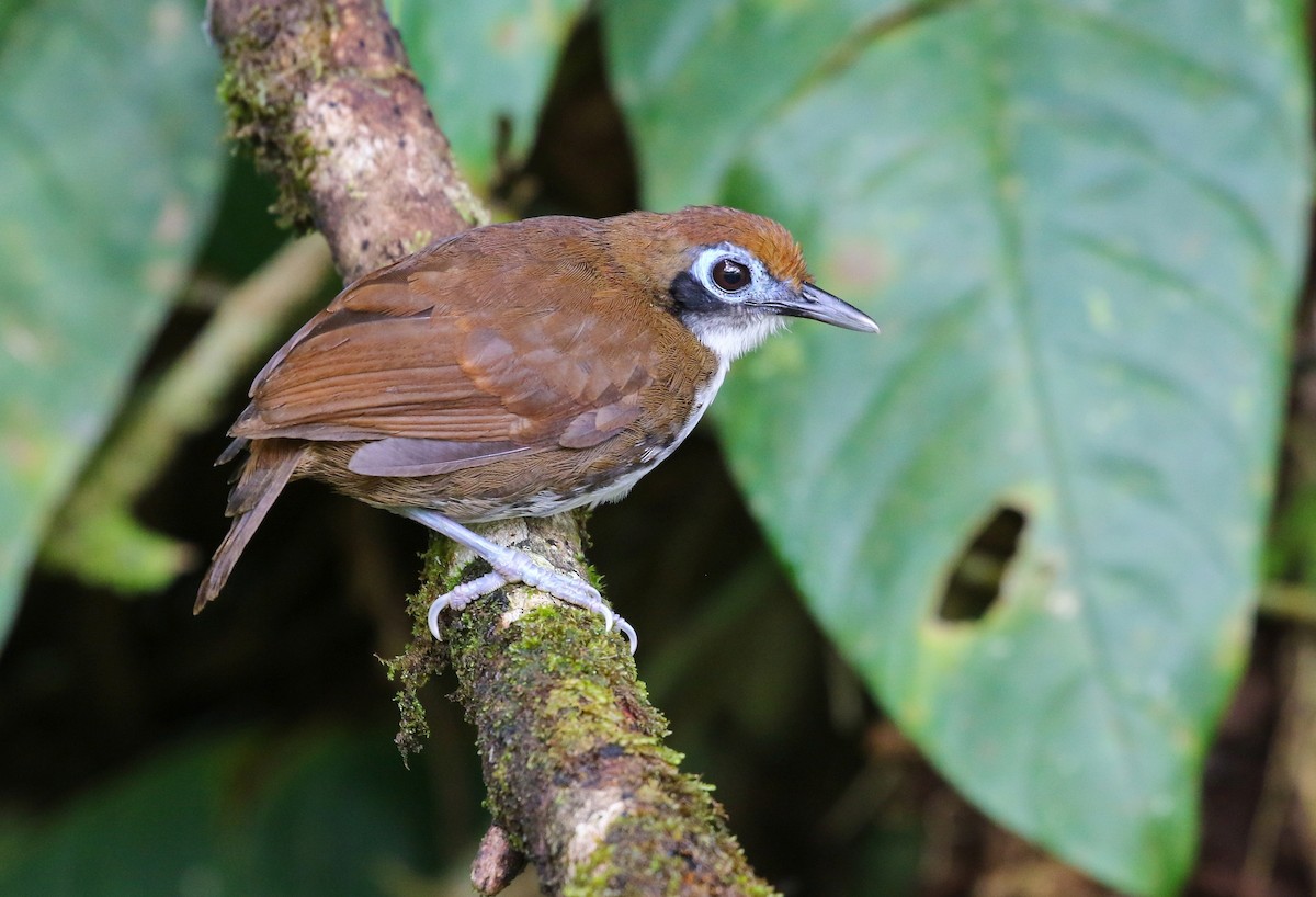 Hormiguero Bicolor - ML396578601