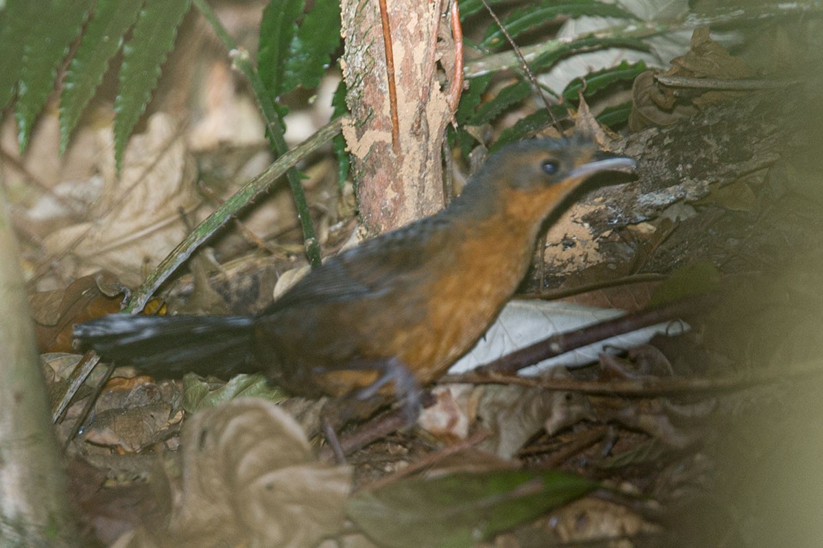 Stirnhaubentapaculo - ML396579551