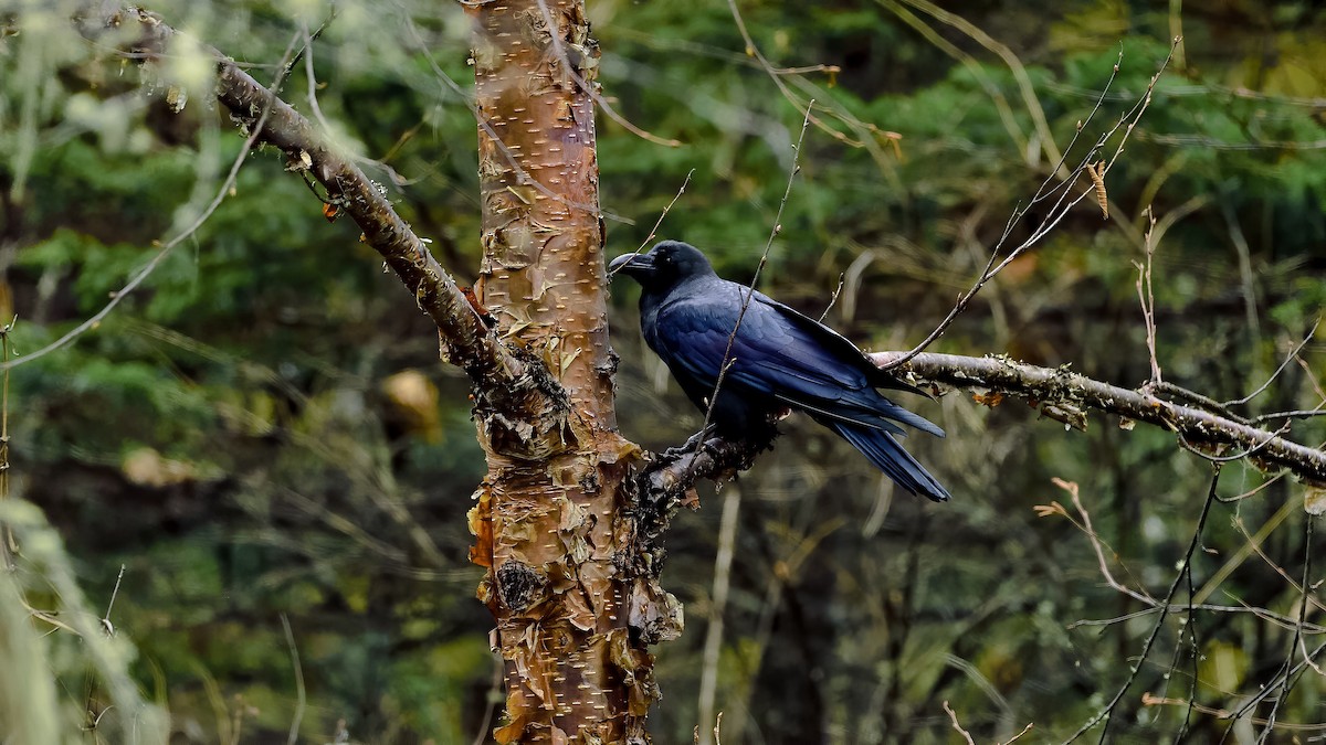 Large-billed Crow - ML396580121