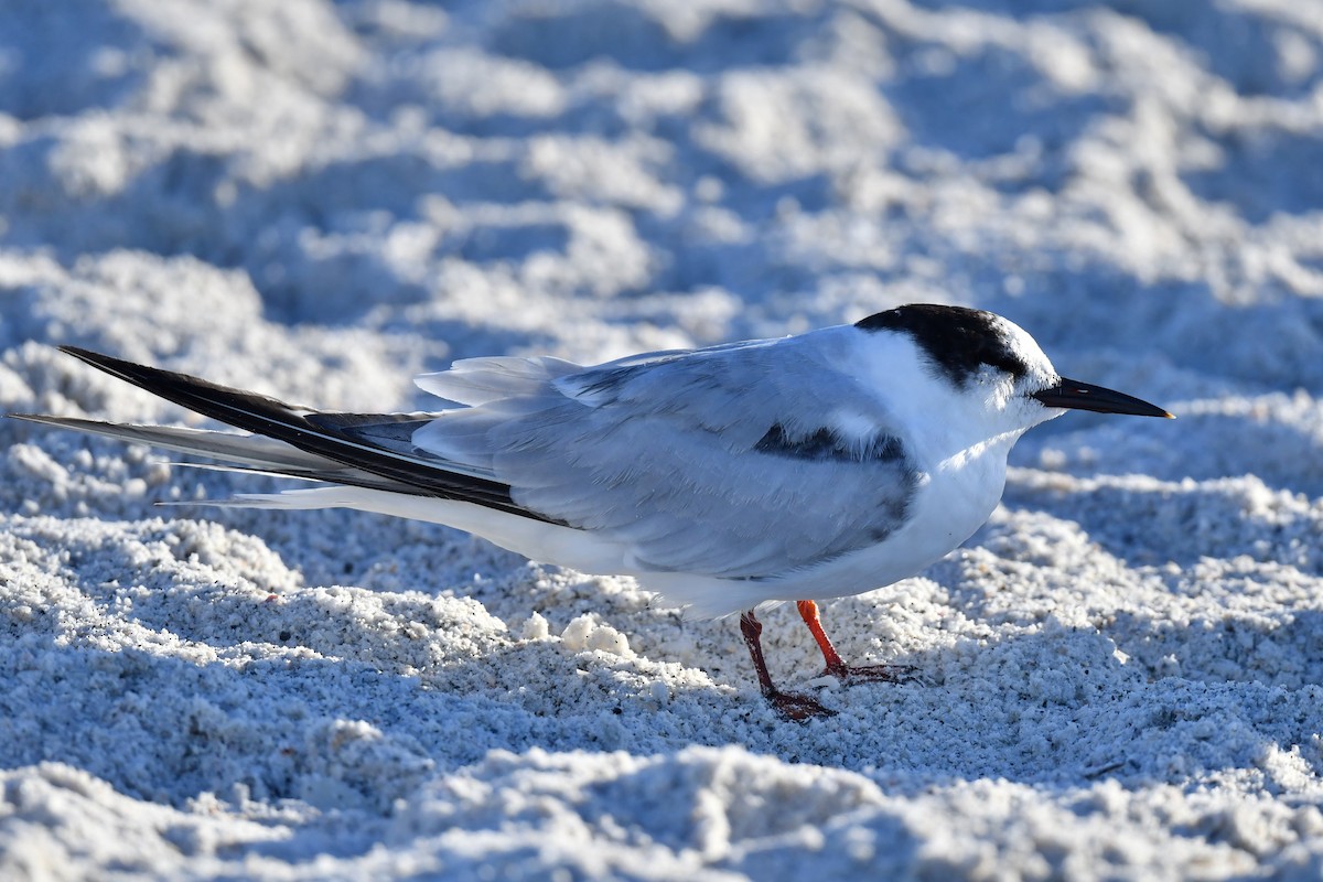 Common Tern - ML396580831